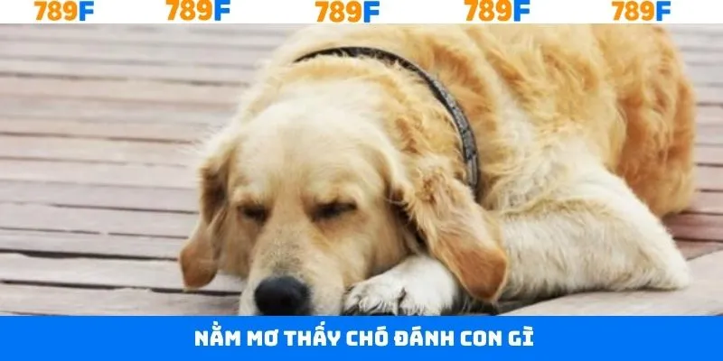 Nằm Mơ Thấy Chó Đánh Con Gì - Giải Mã Giấc Mơ Tại 789F 8 Nằm Mơ Thấy Chó Đánh Con Gì - Giải Mã Giấc Mơ Tại 789F