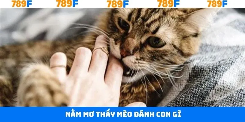 Nằm Mơ Thấy Mèo Đánh Con Gì Để Rinh Thưởng Khủng Tại 789F 9 Nằm Mơ Thấy Mèo Đánh Con Gì Để Rinh Thưởng Khủng Tại 789F